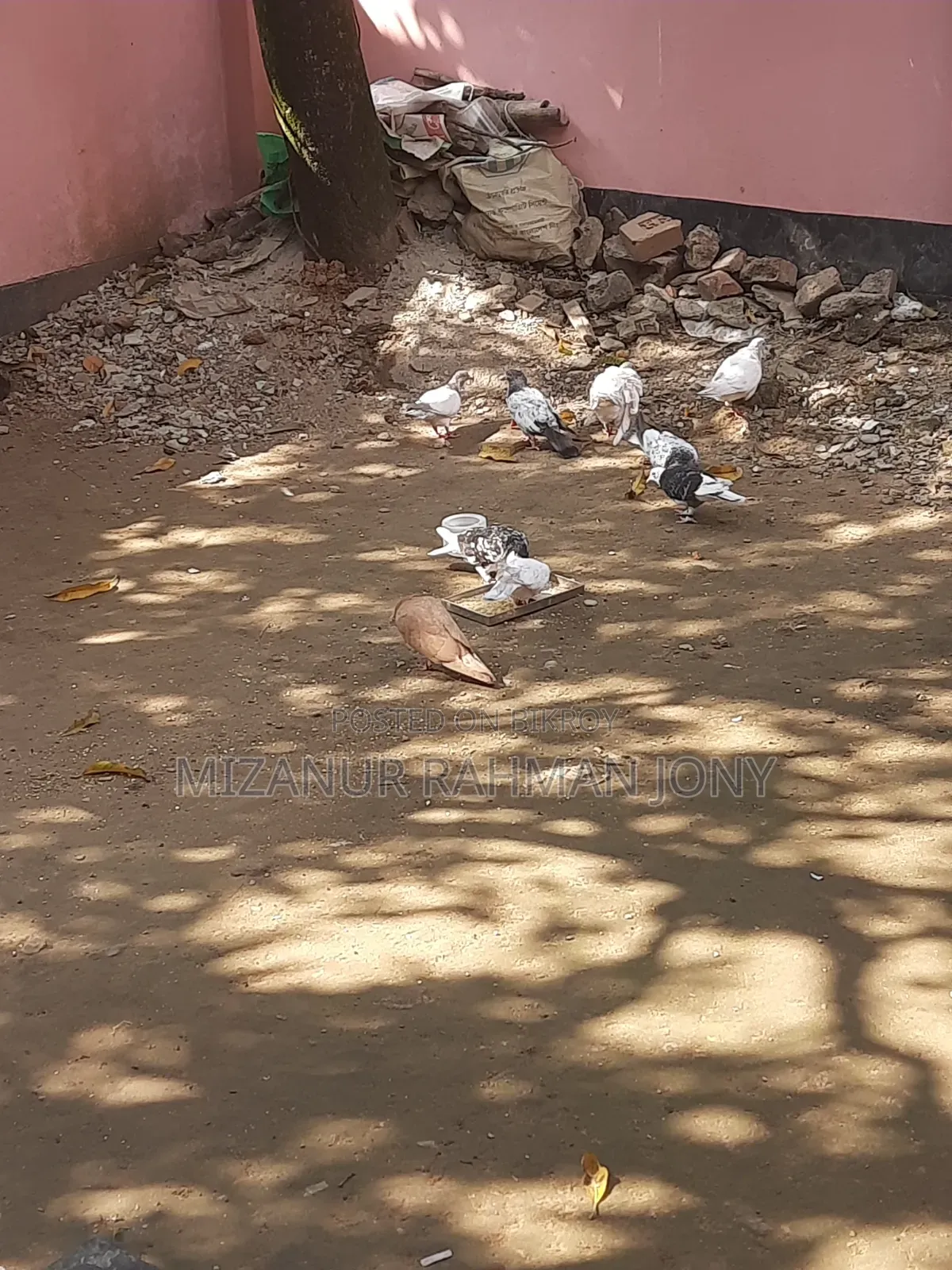 Deshi Golla, Giribaz, and Chuital Giyachulli Quality Full Baby Pigeons