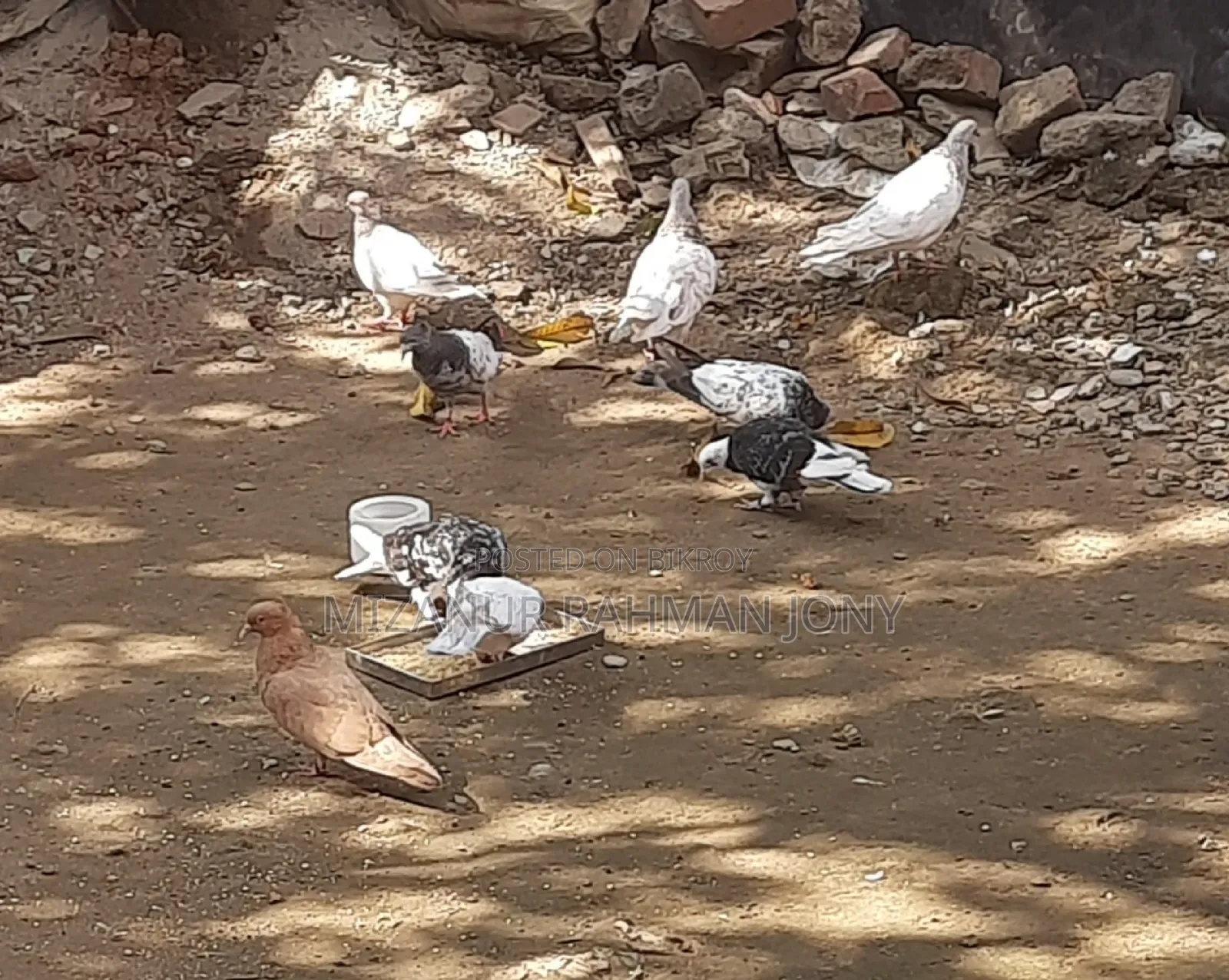 Deshi Golla, Giribaz, and Chuital Giyachulli Quality Full Baby Pigeons