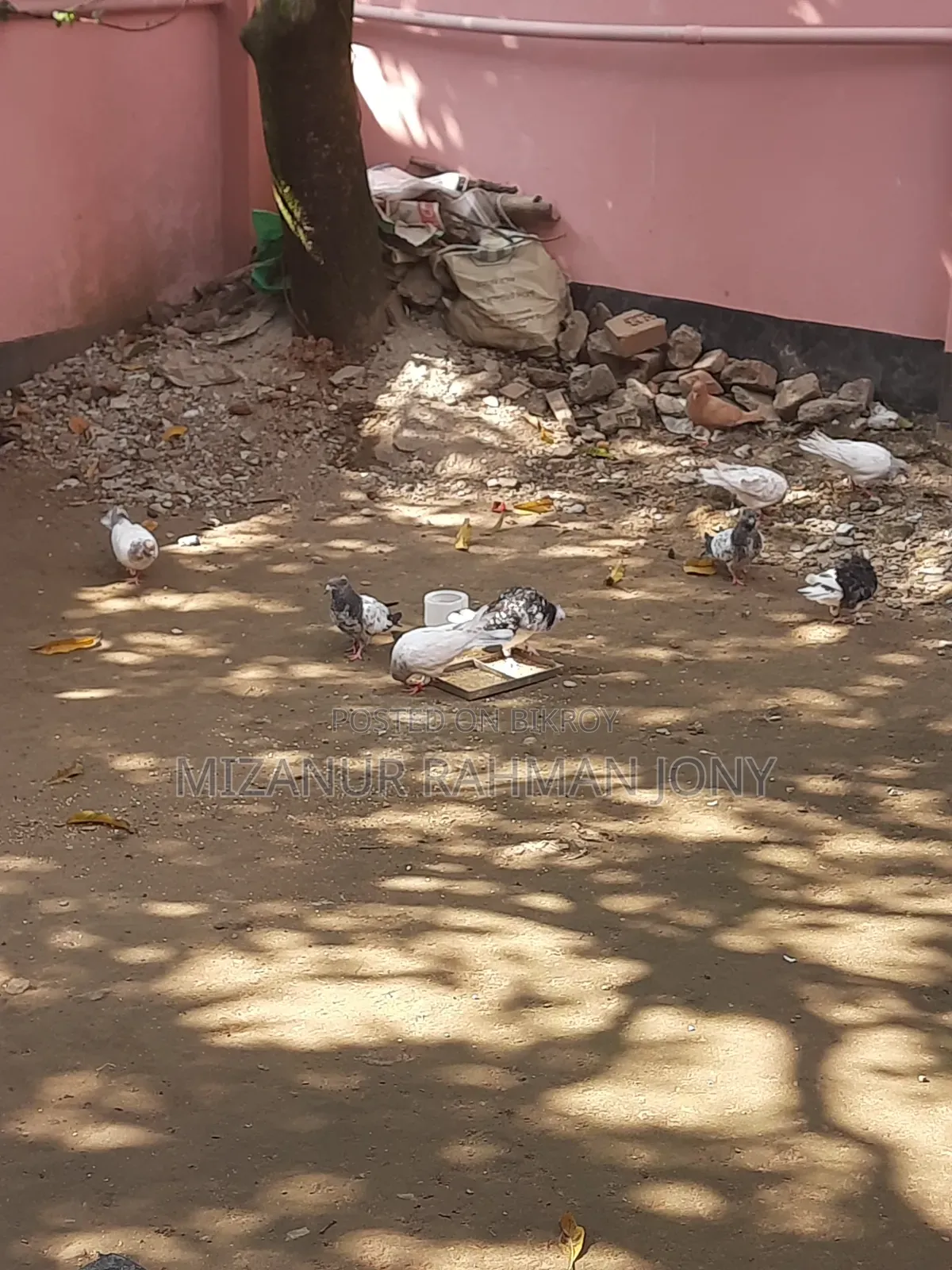 Deshi Golla, Giribaz, and Chuital Giyachulli Quality Full Baby Pigeons