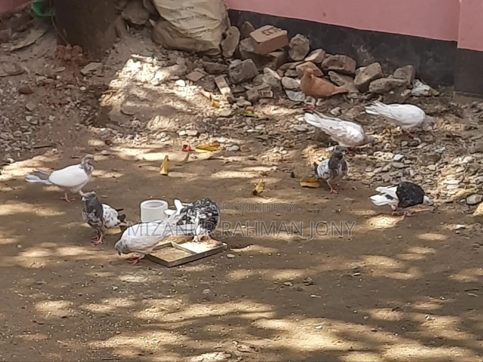 Deshi Golla, Giribaz, and Chuital Giyachulli Quality Full Baby Pigeons