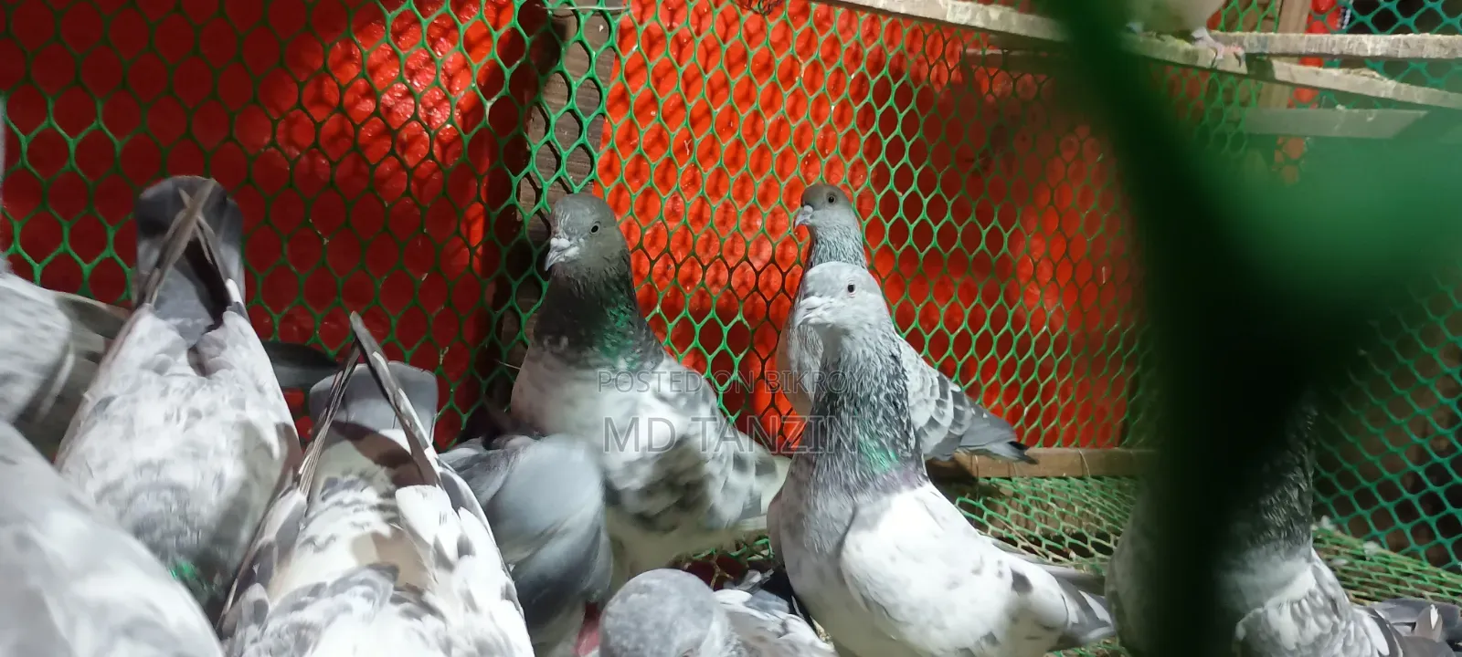 Female Green-neck, Bagha Pigeon
