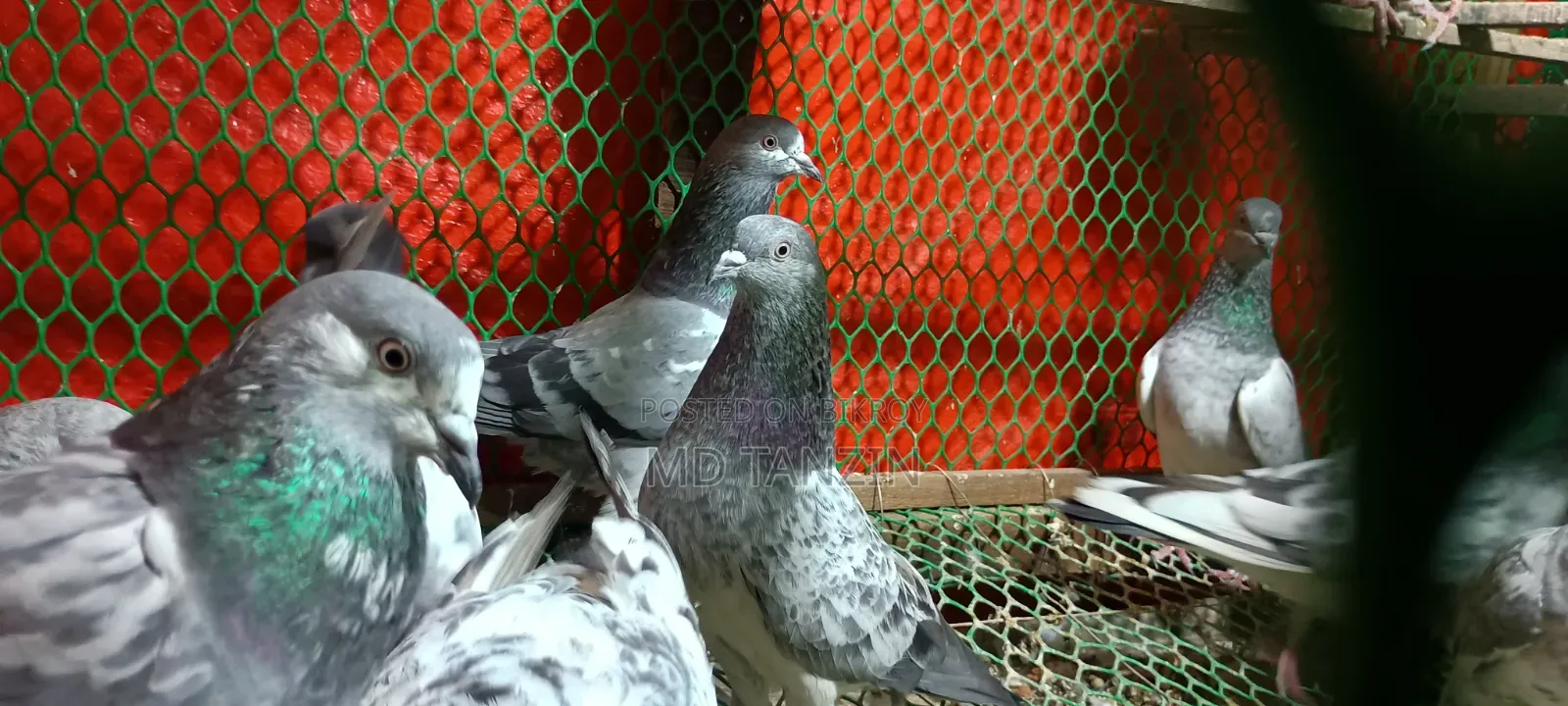 Female Green-neck, Bagha Pigeon