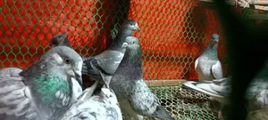 Female Green-neck, Bagha Pigeon