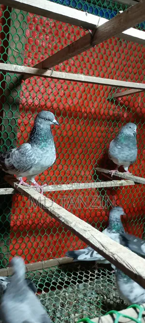 Female Green-neck, Bagha Pigeon