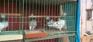 Female Green-neck, Bagha Pigeon