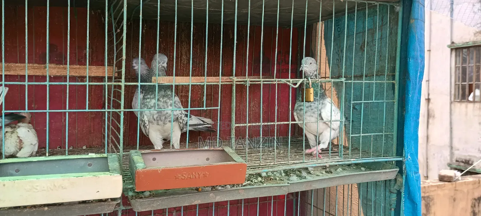 Female Green-neck, Bagha Pigeon