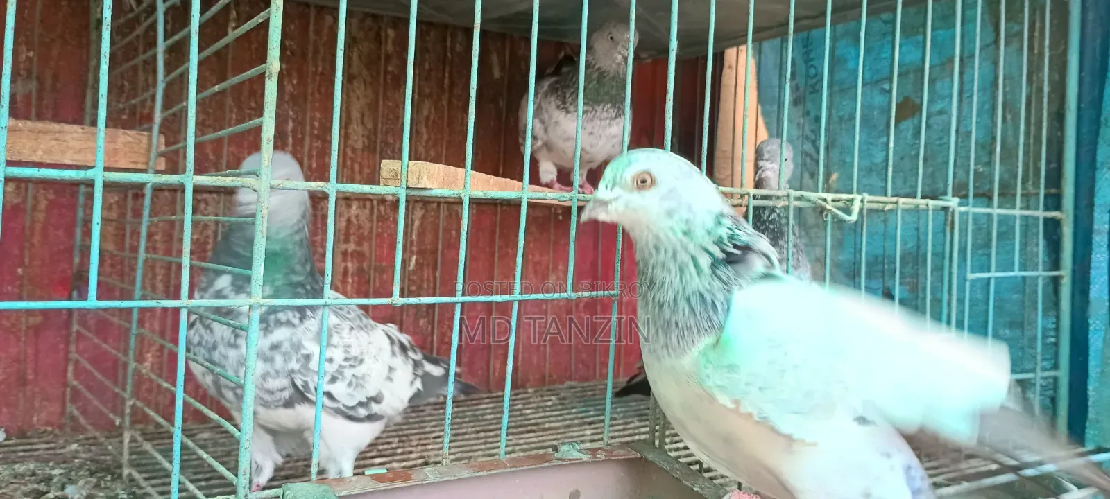 Female Green-neck, Bagha Pigeon