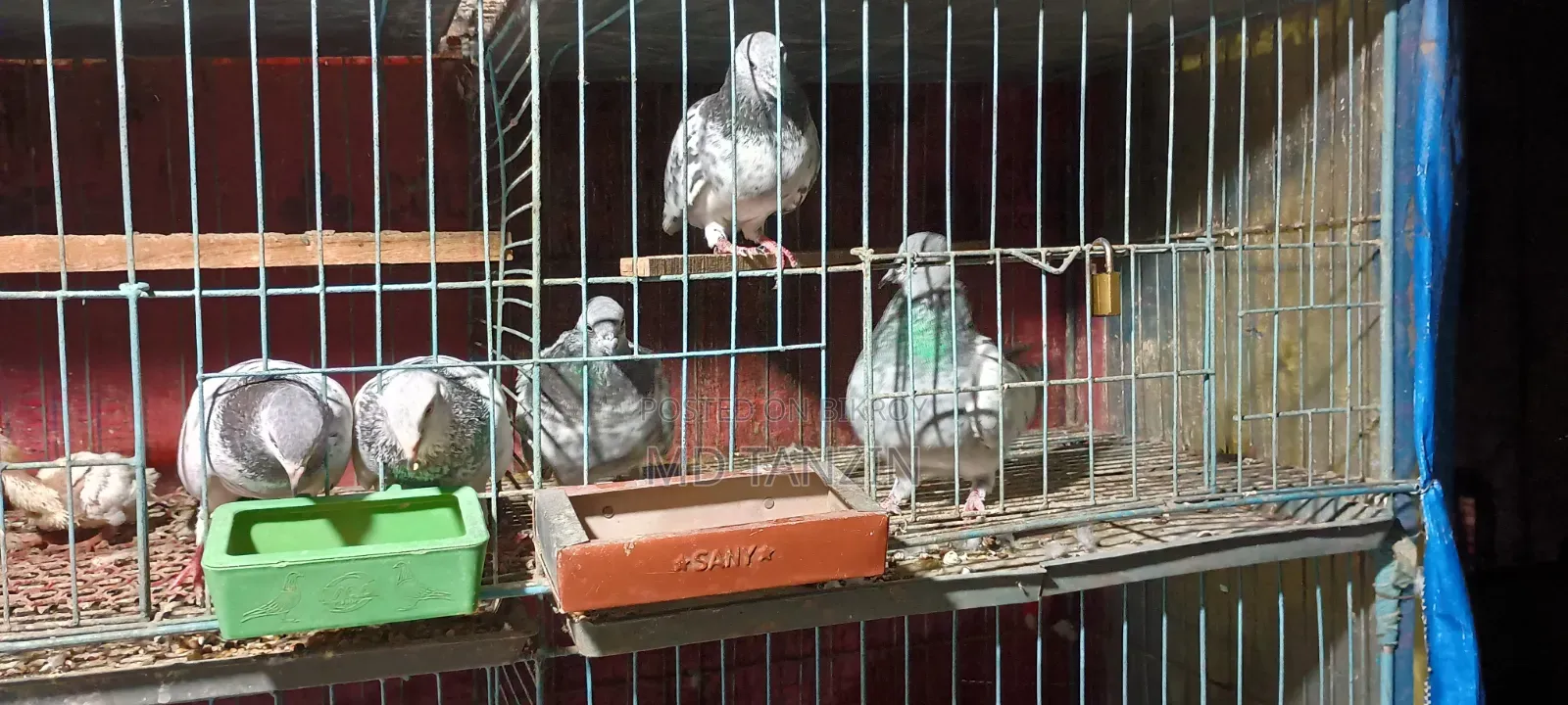 Female Green-neck, Bagha Pigeon