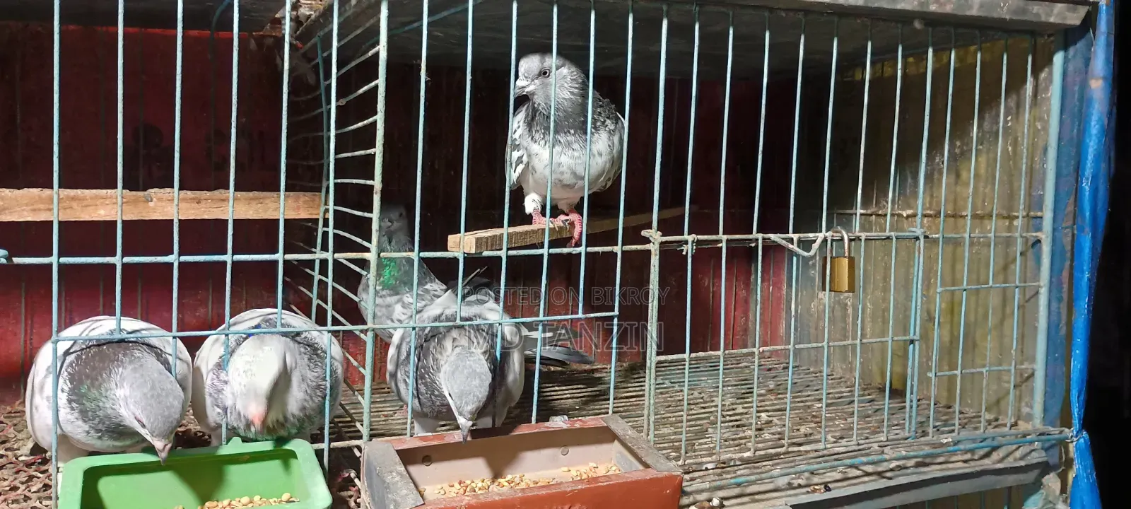Female Green-neck, Bagha Pigeon
