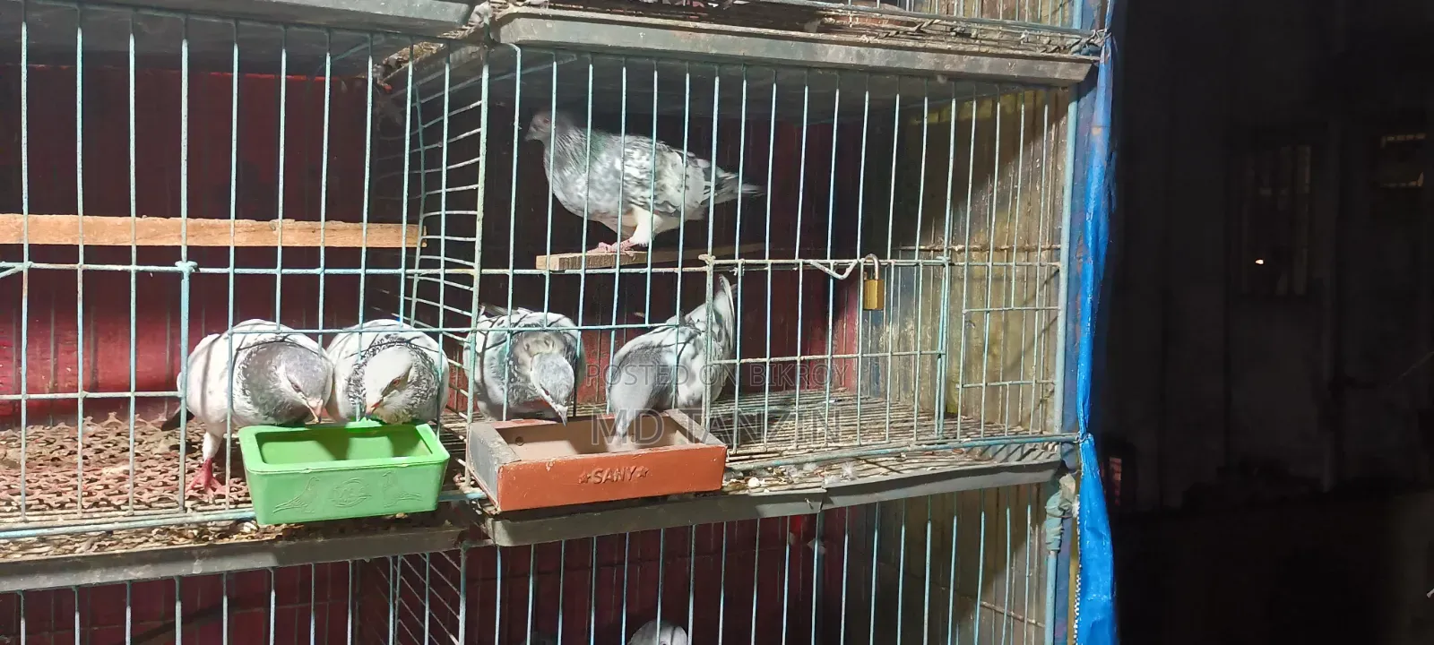 Female Green-neck, Bagha Pigeon