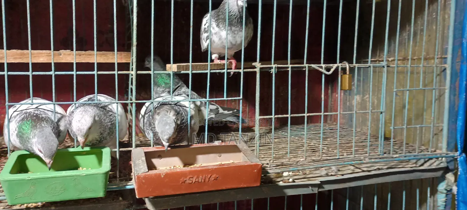 Female Green-neck, Bagha Pigeon