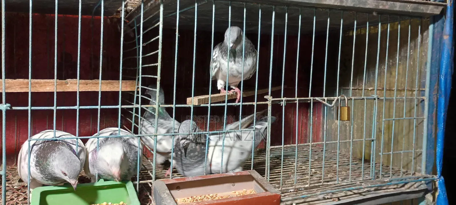Female Green-neck, Bagha Pigeon