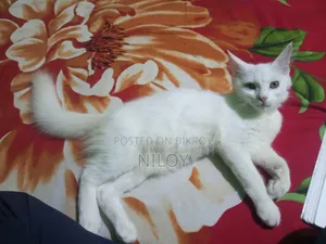 ১-৩ মাস বয়সী নর পিওরব্রেড পার্সিয়ান