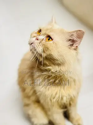 1-year Male Purebred Persian