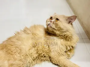 1-year Male Purebred Persian