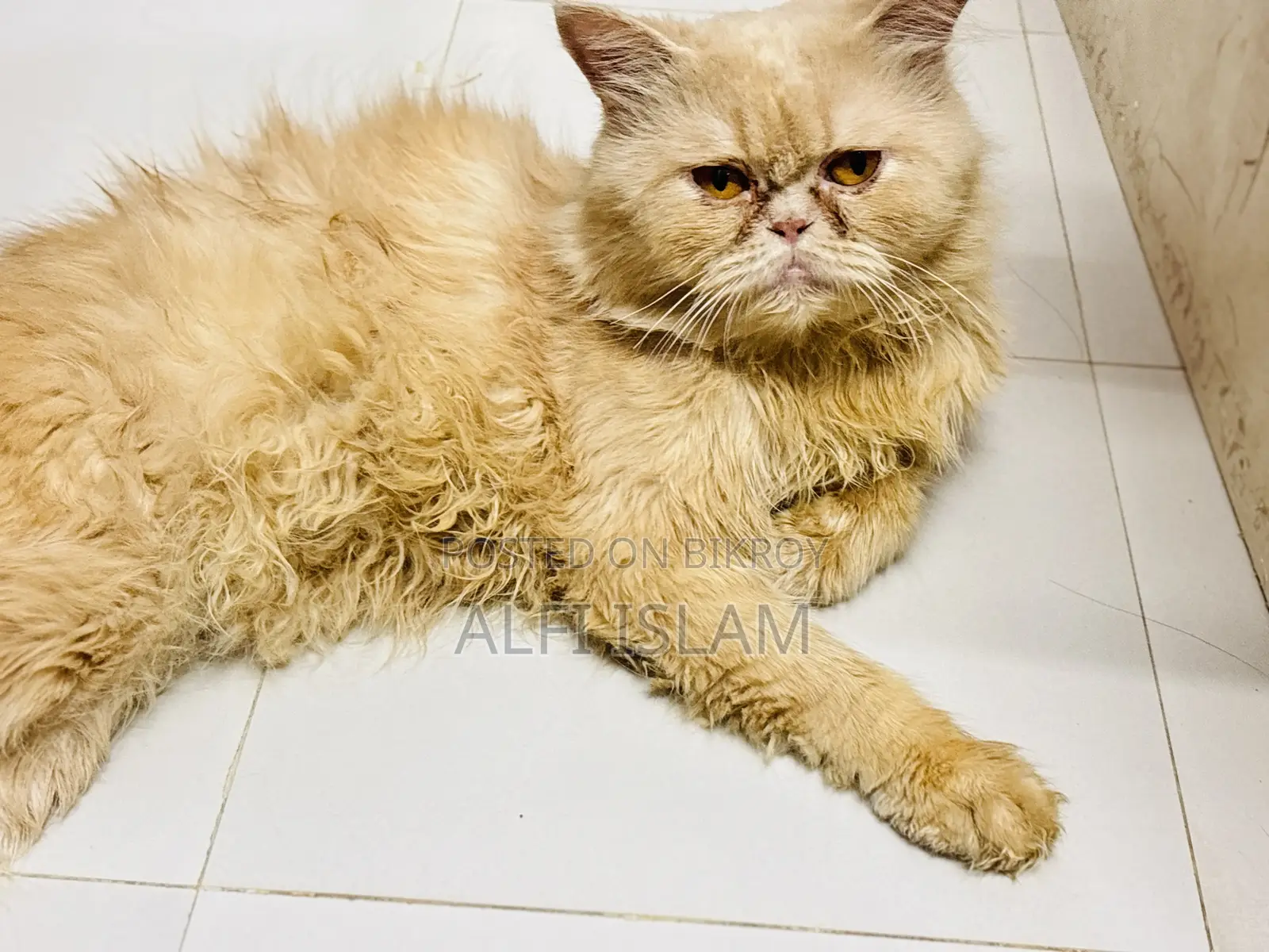 1-year Male Purebred Persian
