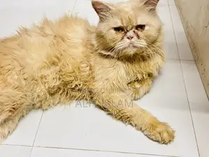 1-year Male Purebred Persian