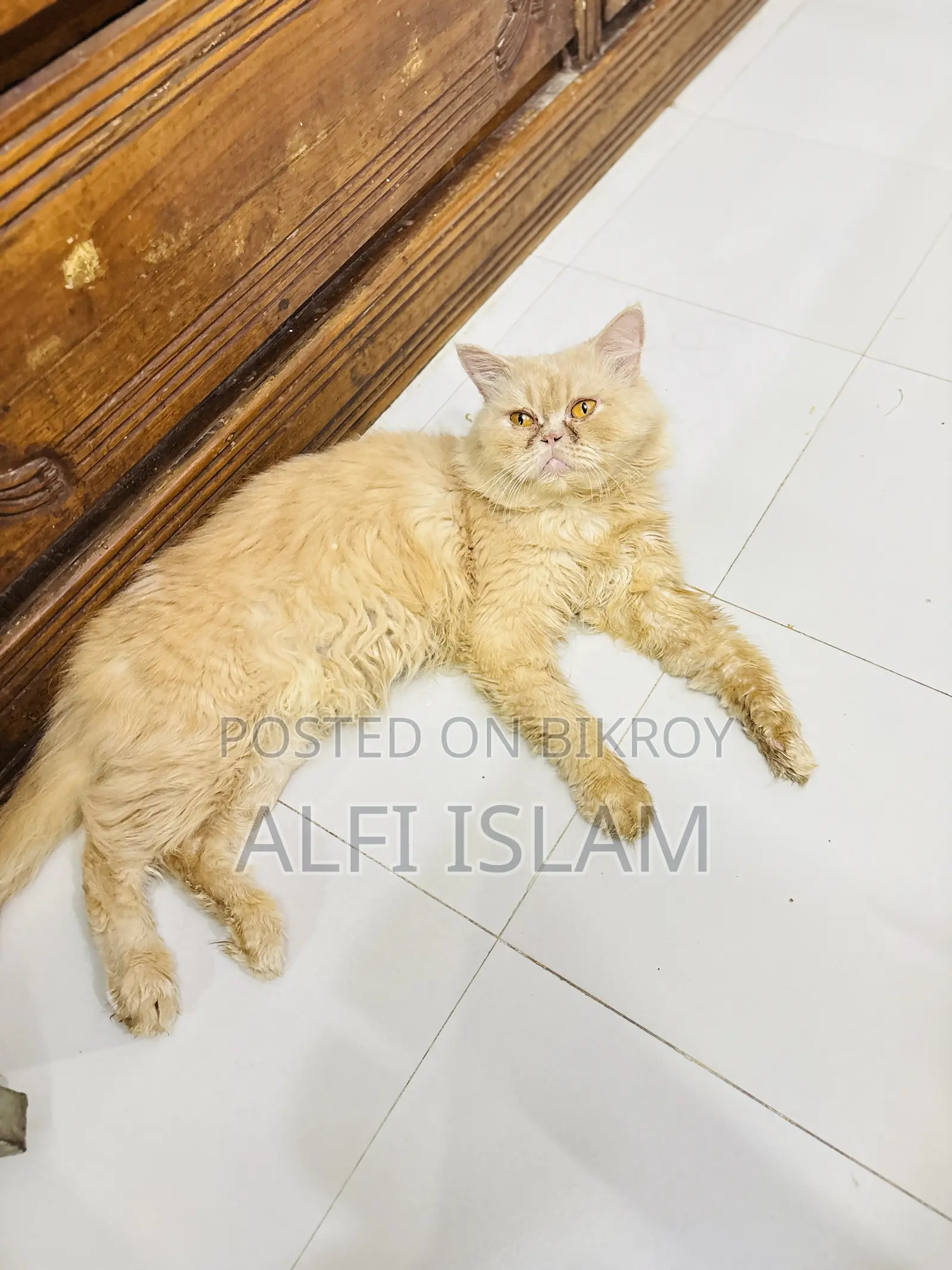 1-year Male Purebred Persian