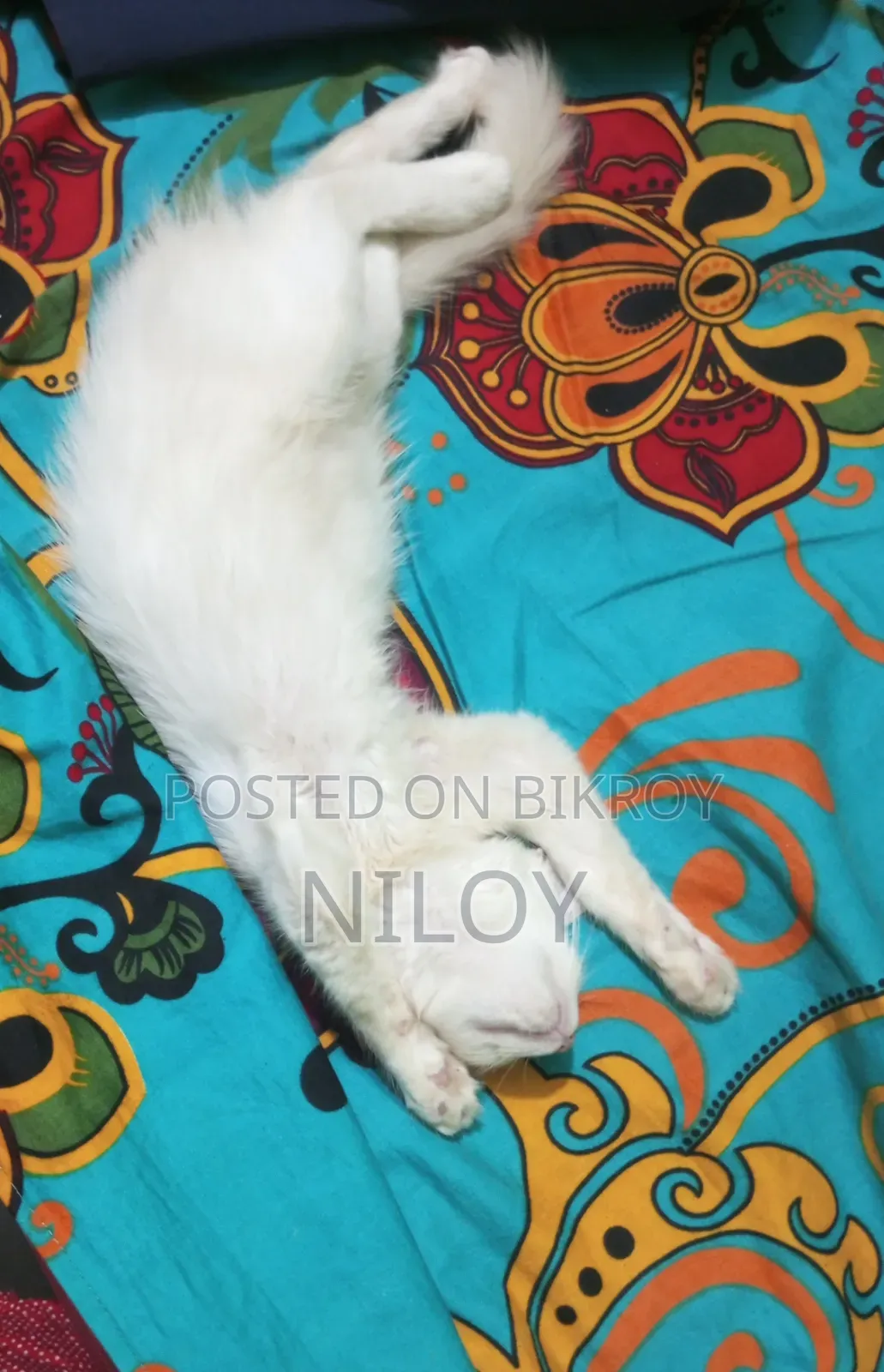 ১-৩ মাস বয়সী নর পিওরব্রেড পার্সিয়ান