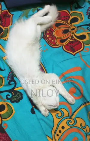 ১-৩ মাস বয়সী নর পিওরব্রেড পার্সিয়ান