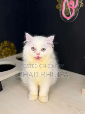 ৩-৬ মাসের পুরুষ খাঁটি পার্সিয়ান বিড়াল