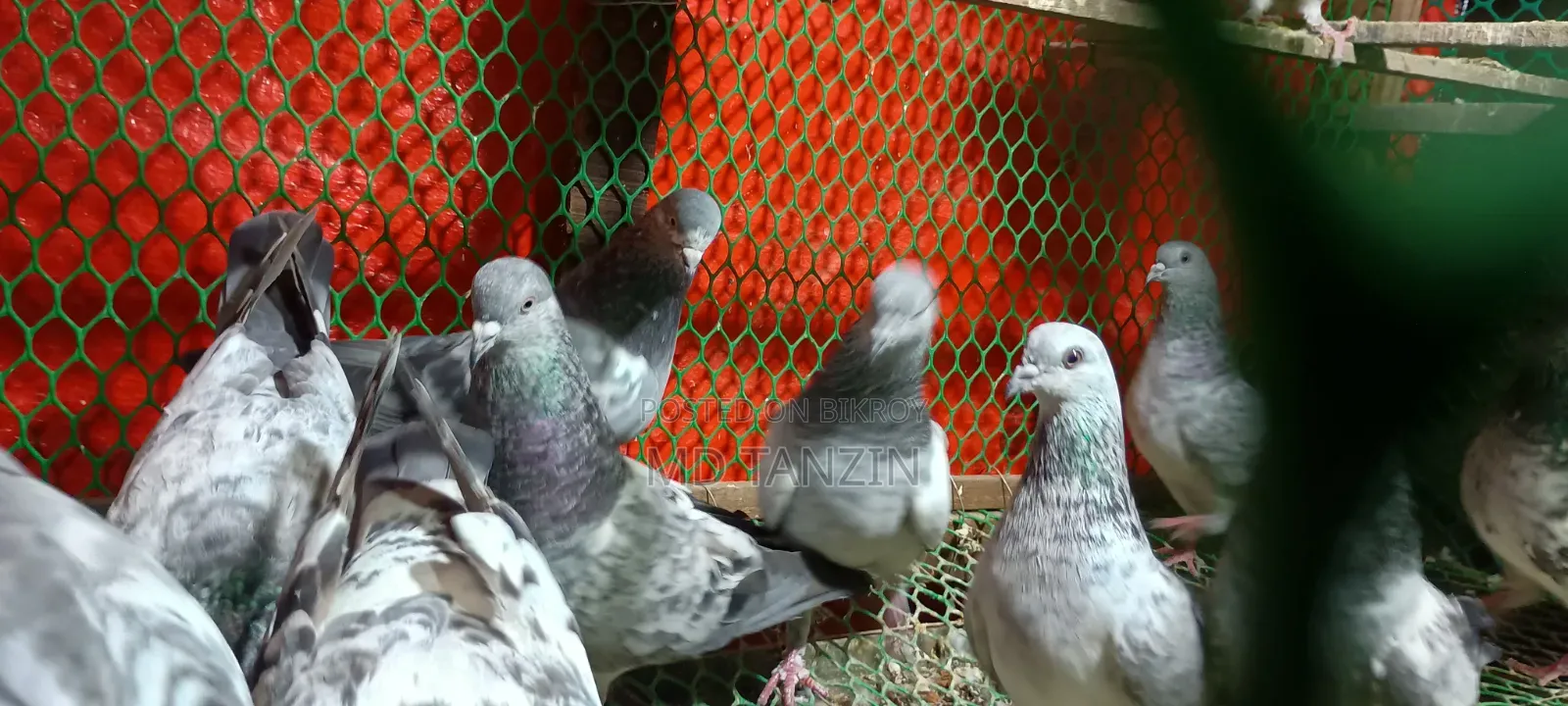 Female Green-neck, Bagha Pigeon