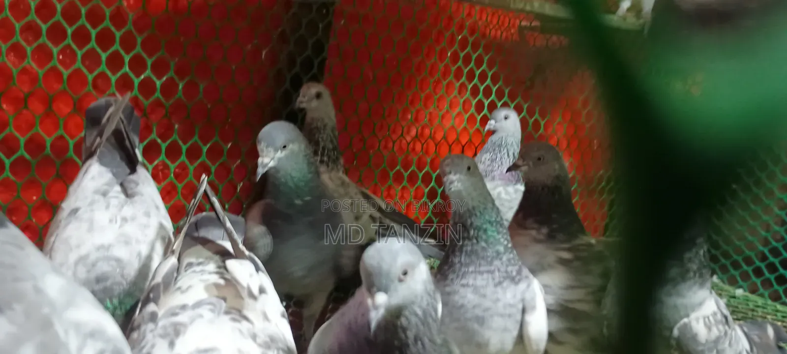 Female Green-neck, Bagha Pigeon