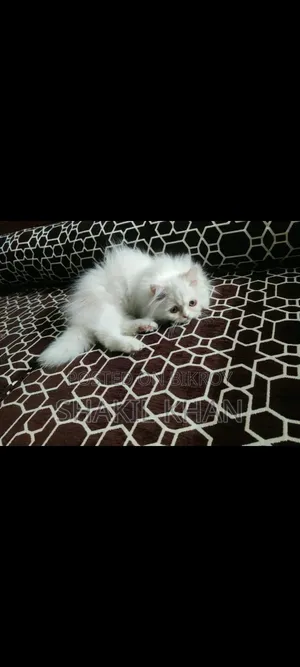 1-3 months Female Purebred Persian