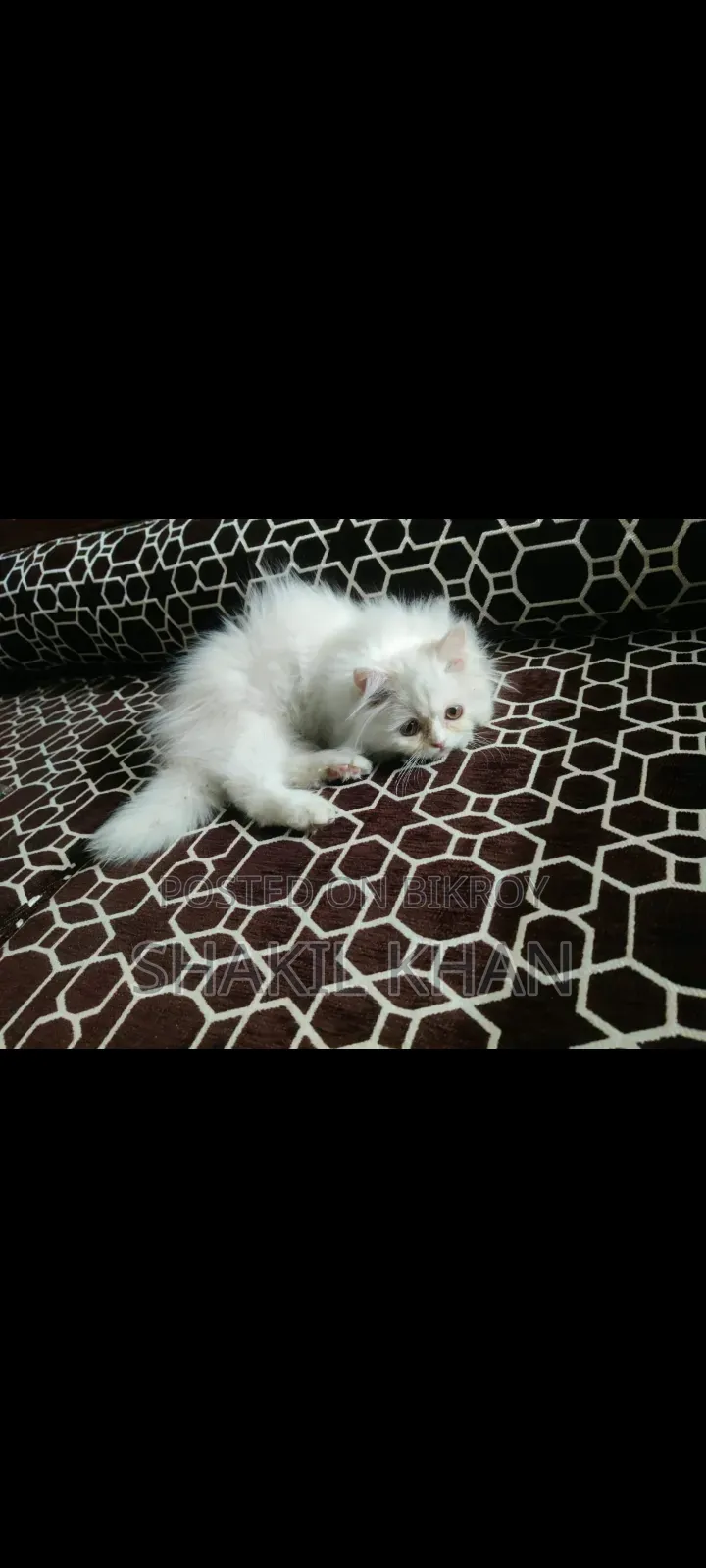 1-3 months Female Purebred Persian