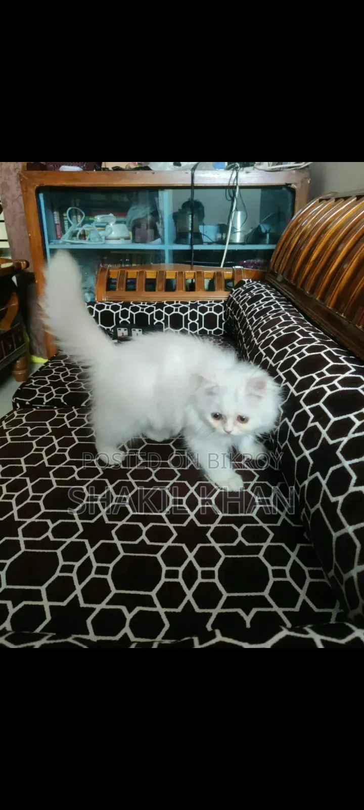 1-3 months Female Purebred Persian