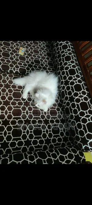 1-3 months Female Purebred Persian
