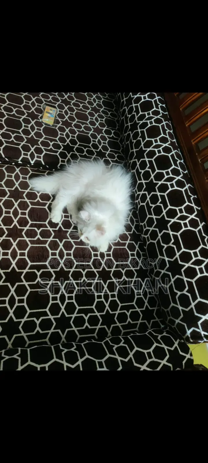 1-3 months Female Purebred Persian