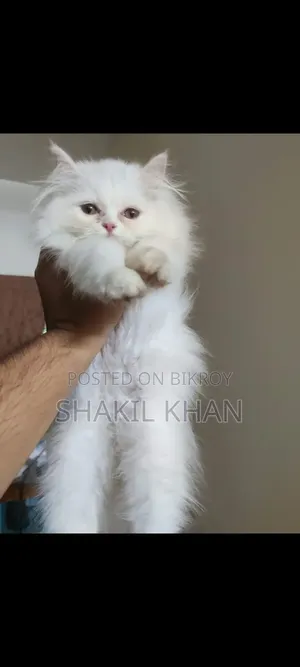 1-3 months Female Purebred Persian