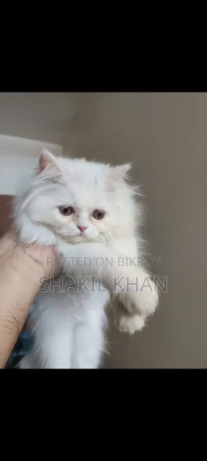 1-3 months Female Purebred Persian