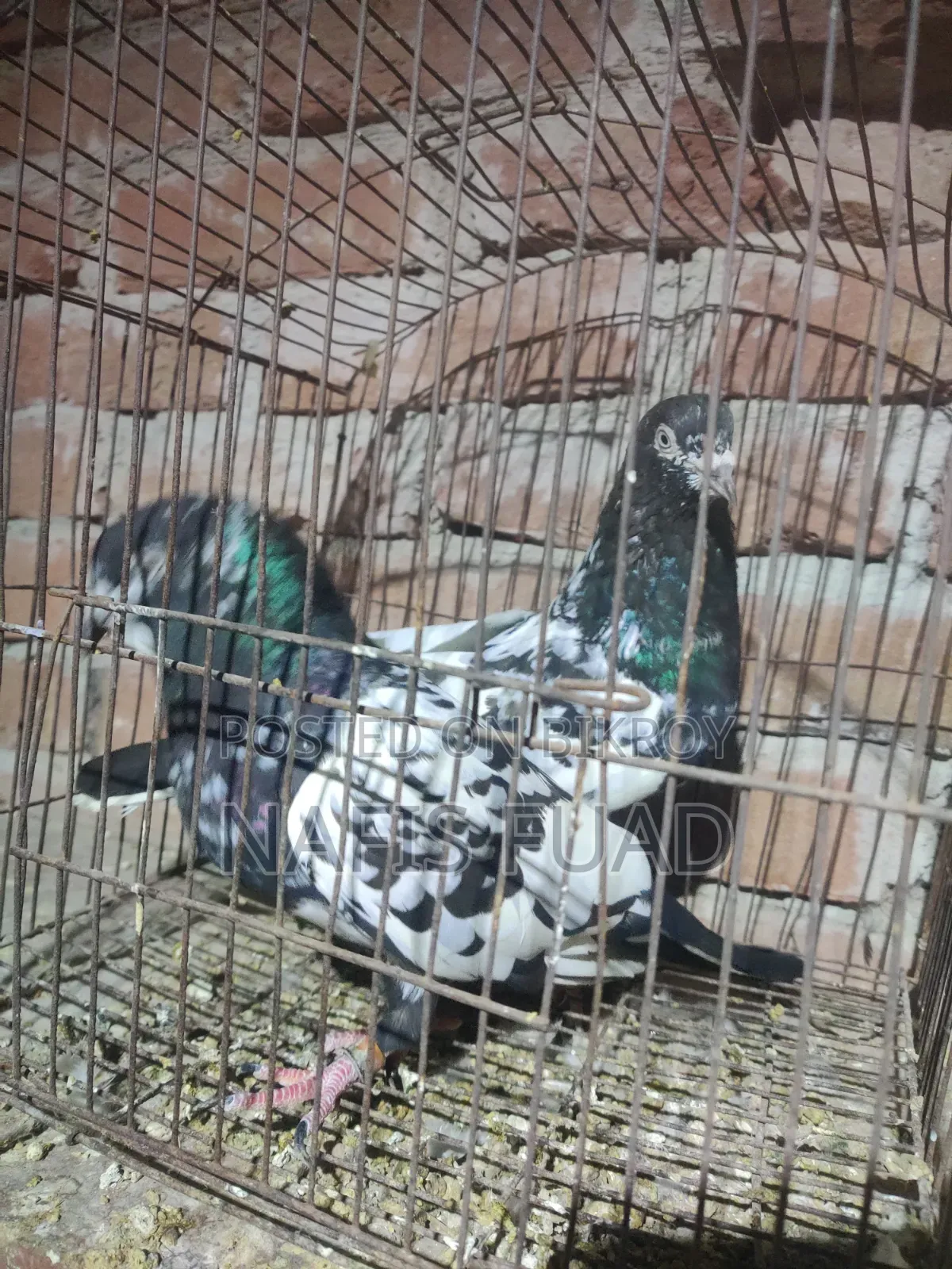 I will give all my pigeons and their babies.