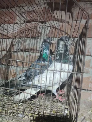 I will give all my pigeons and their babies.