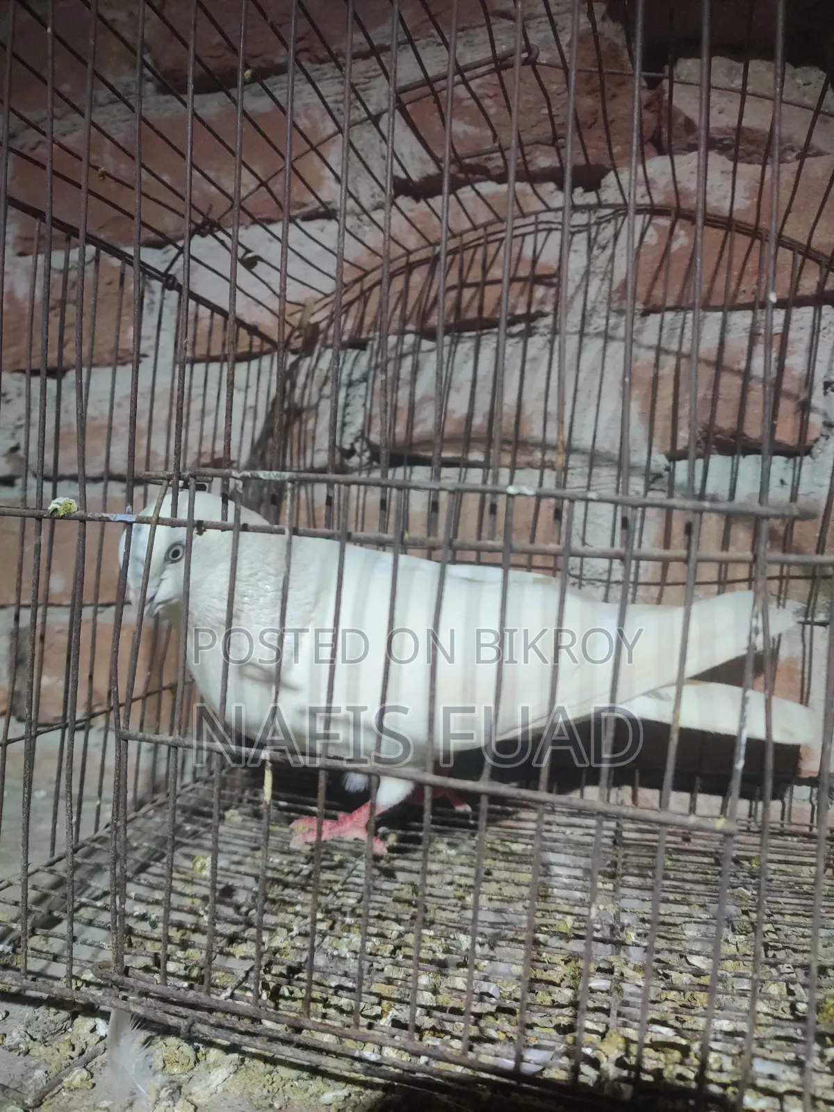 I will give all my pigeons and their babies.
