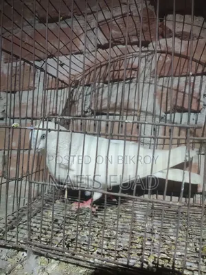 I will give all my pigeons and their babies.