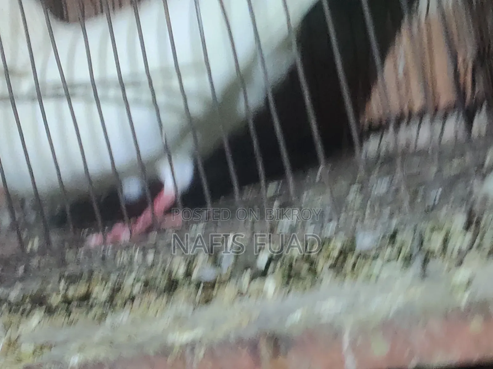 I will give all my pigeons and their babies.