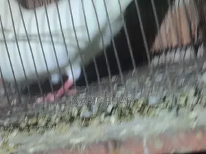 I will give all my pigeons and their babies.