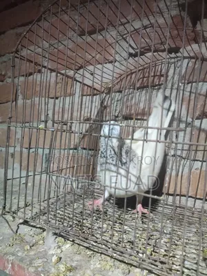 I will give all my pigeons and their babies.
