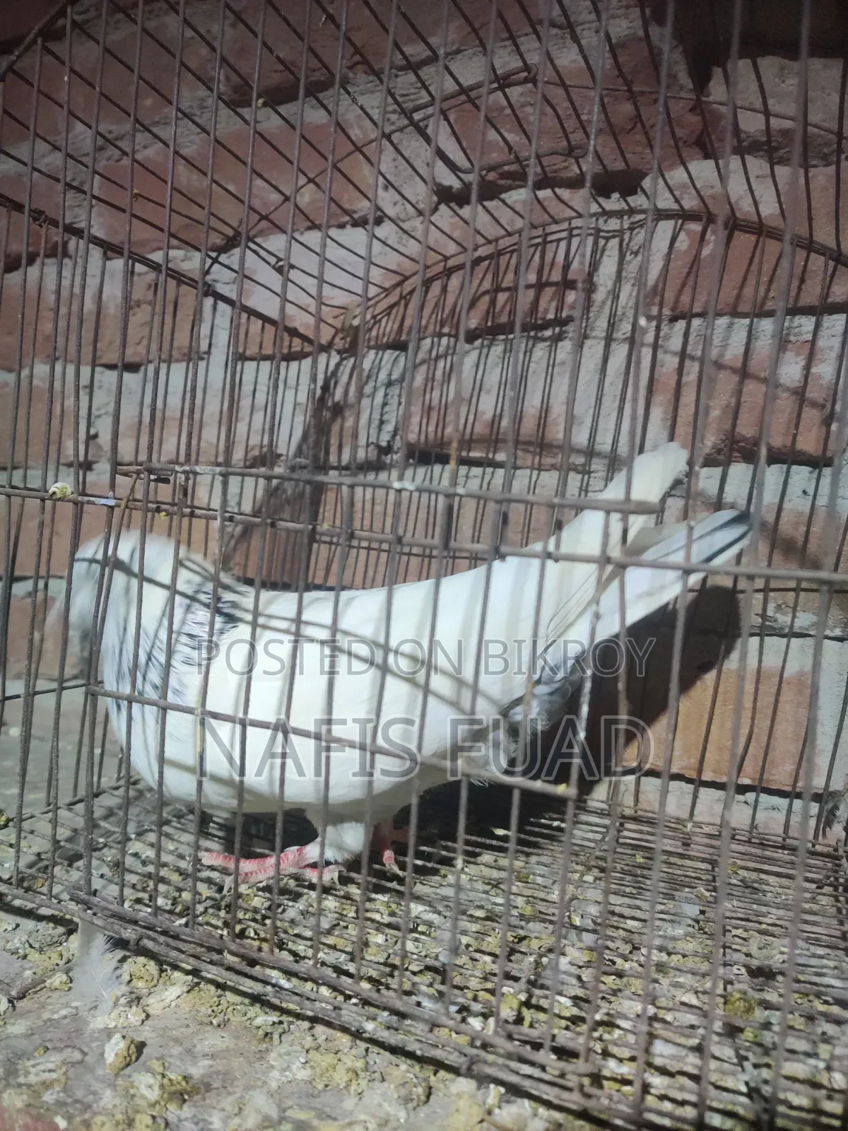 I will give all my pigeons and their babies.
