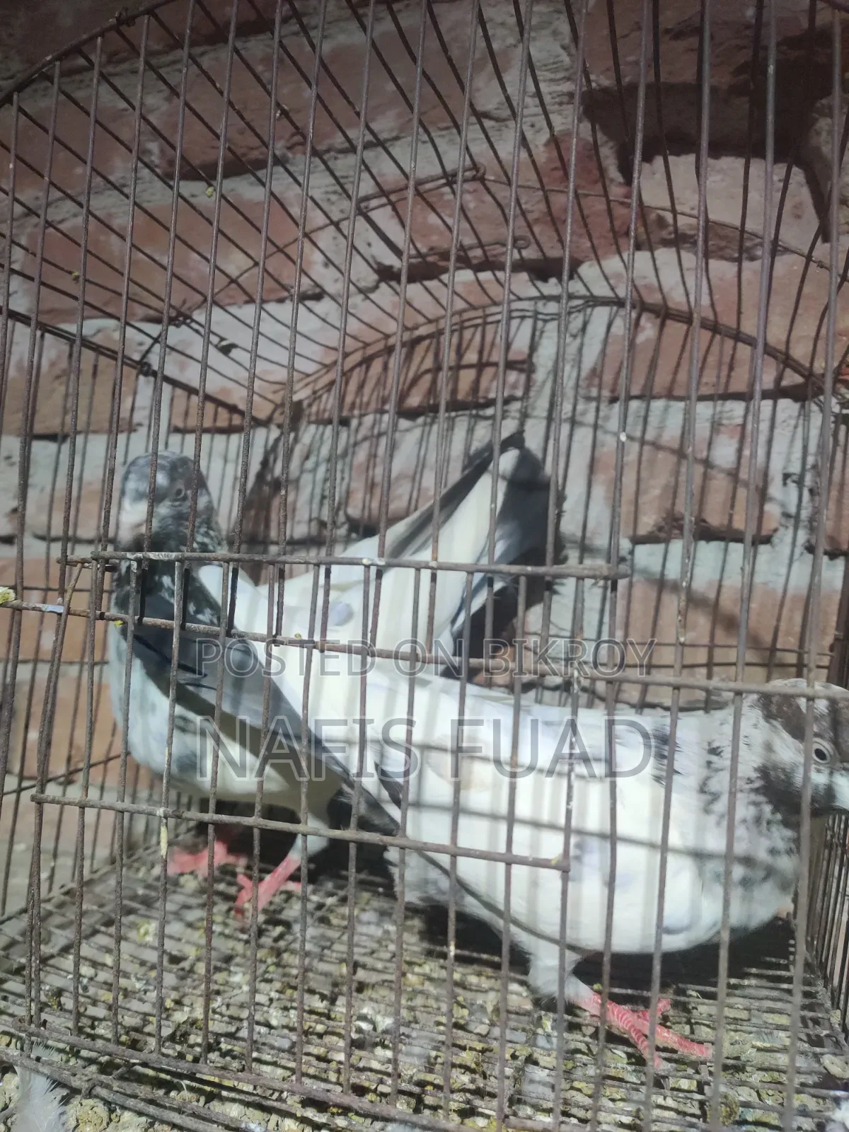 I will give all my pigeons and their babies.
