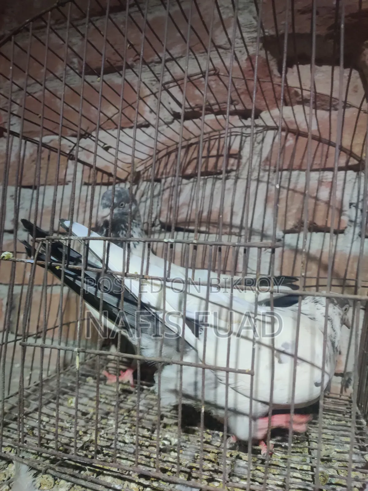 I will give all my pigeons and their babies.