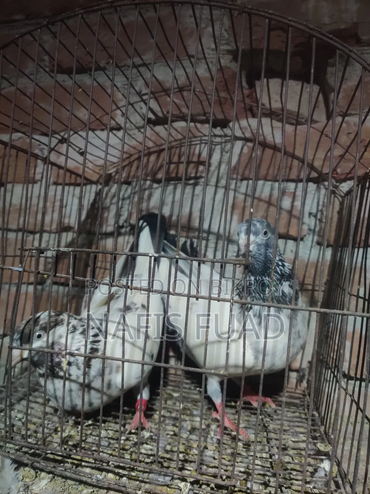I will give all my pigeons and their babies.