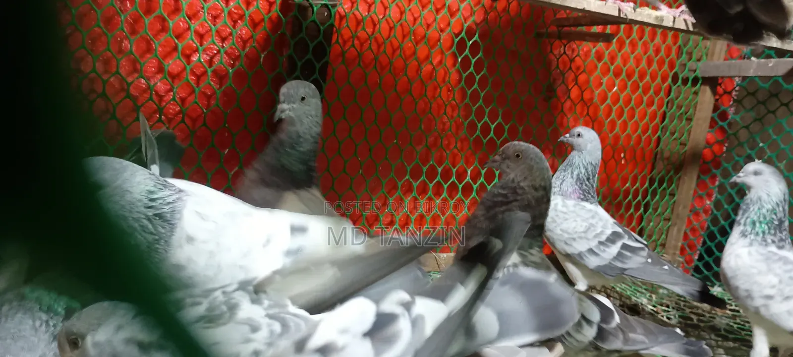 Female Green-neck, Bagha Pigeon