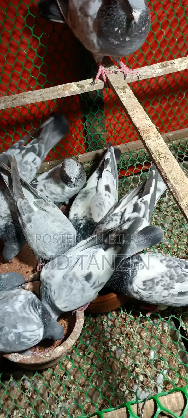 Female Green-neck, Bagha Pigeon