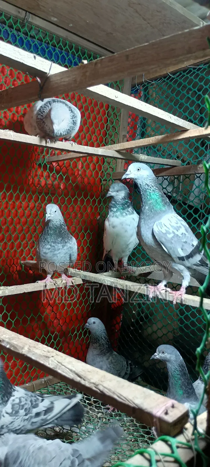 Female Green-neck, Bagha Pigeon