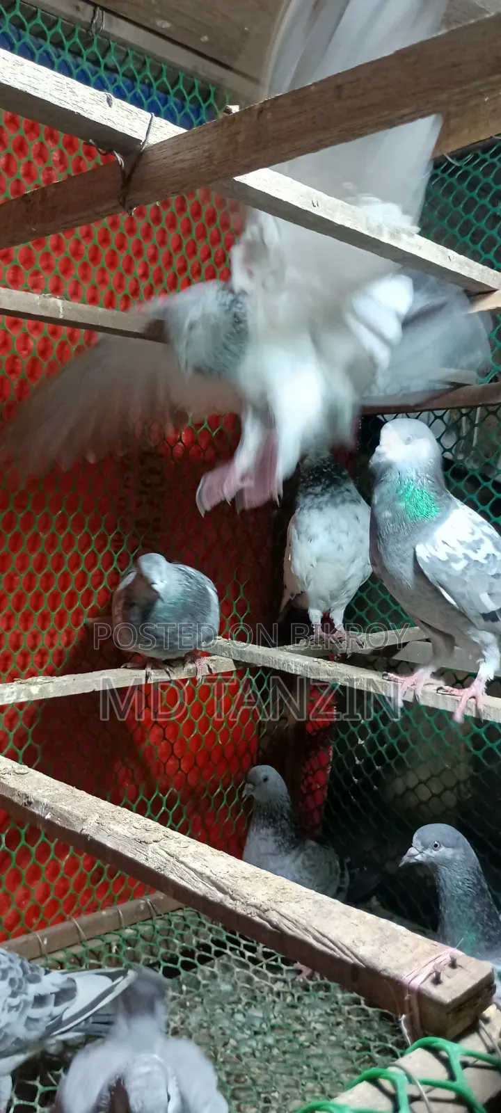 Female Green-neck, Bagha Pigeon