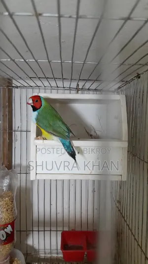 পূর্ণবয়স্ক গোল্ডিয়ান ফিঞ্চ পুরুষ